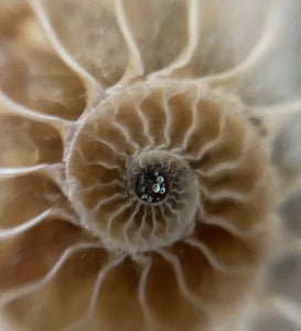 Blonde Ammonite Pendant